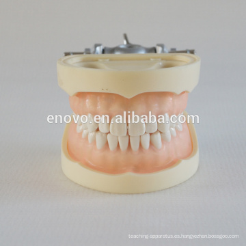 Modelo dental plástico profesional del grado anatómico médico 13011